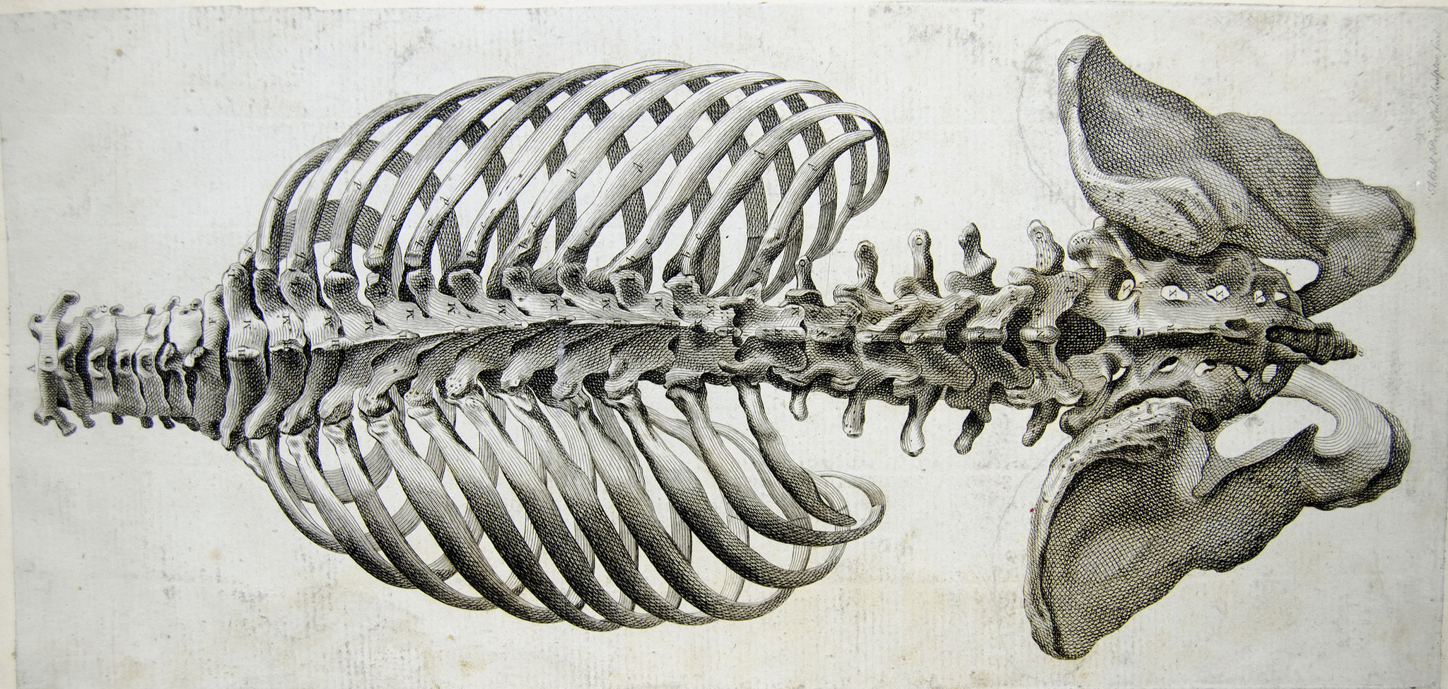 Rear view of the bones of the torso, spine and pelvis by Andrew Bell (CC BY-SA 2.0) from https://www.flickr.com/photos/liverpoolhls/