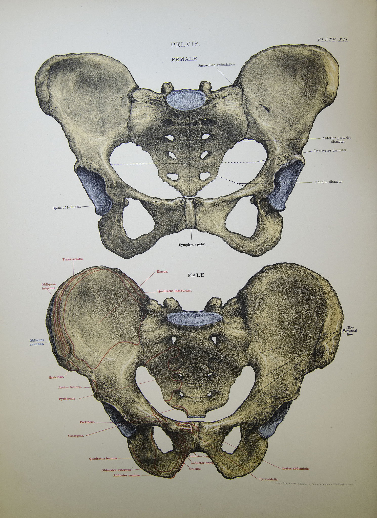 Male and Female Pelvis (CC BY-SA 2.0) from https://www.flickr.com/photos/liverpoolhls/