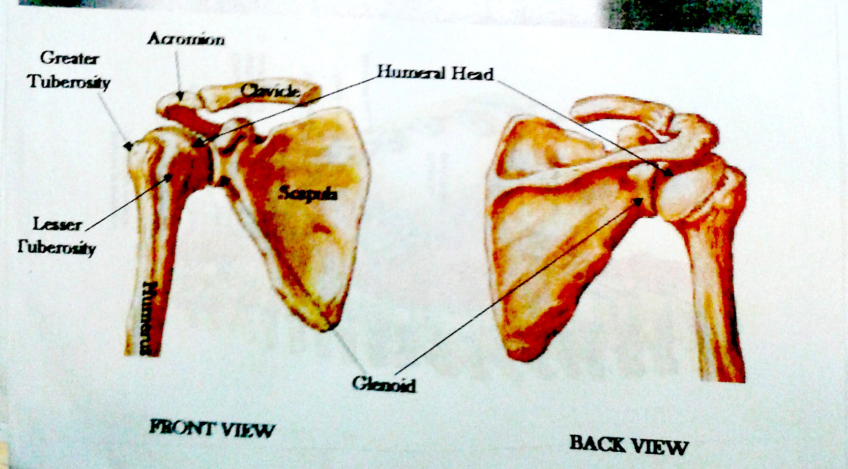 Diagram showing human scapular (shoulder bones) - wings! From K.J.Holmes lecture notes at London Contact Improvisation on 16 December 2017