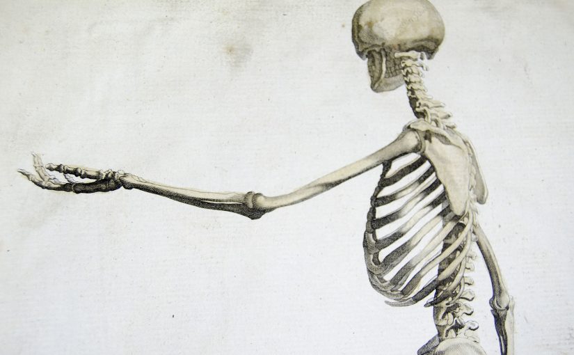 Upper skeleton from Andrew Bell's Anatomia Britannica (1770s-1780s) Source: https://www.flickr.com/photos/liverpoolhls/ (CC BY-SA 2.0)