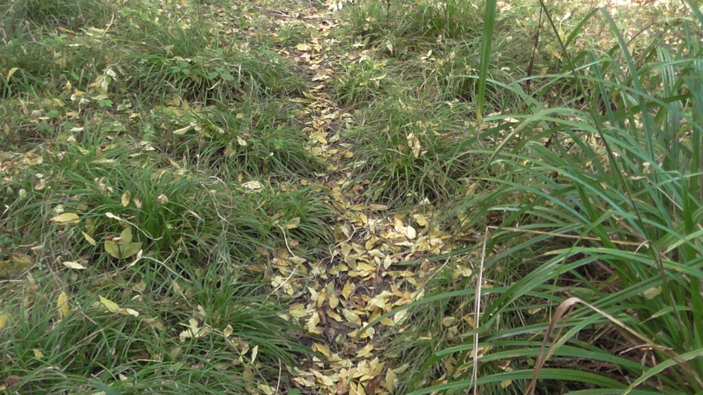 Detail: Woodland Walk - near Hornton-cum-Studley, Oxfordshire, UK on 11 October 2021