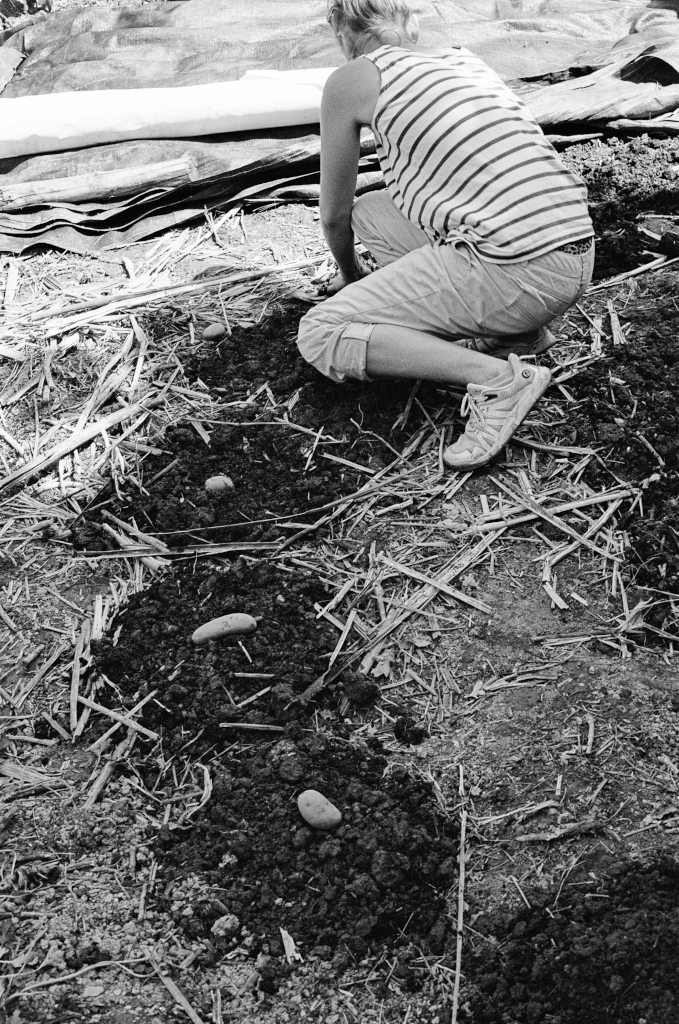 Residuals #4. Therese planting the potatoes (control) without biochar(charcoal) in the outer ring of the crop trial, Community Garden at Schumacher College, Dartington on Sunday 2 June 2024.