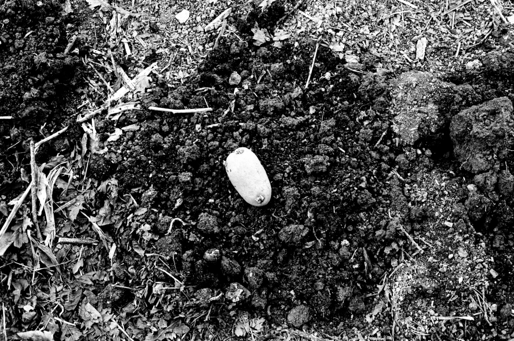 Residuals #4. Potato on earth ready for planting - dark material is compost on soil surface, Community Garden at Schumacher College, Dartington on Sunday 2 June 2024.